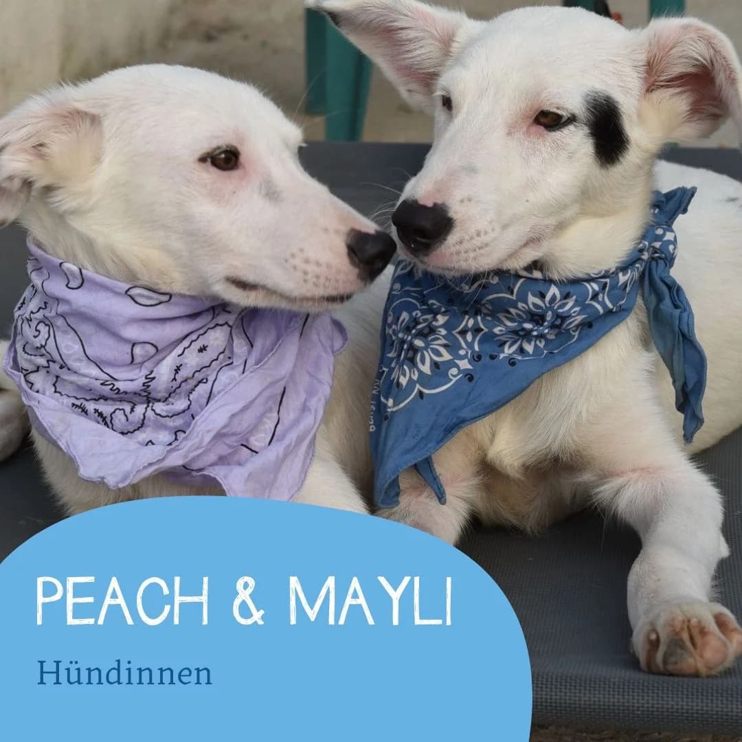 PEACH &, female puppy Mixed Breed for adoption at Arche Noah Transilvania e.V.