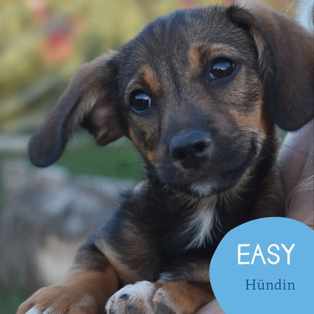 EASY, female puppy Mixed Breed for adoption at Arche Noah Transilvania e.V.