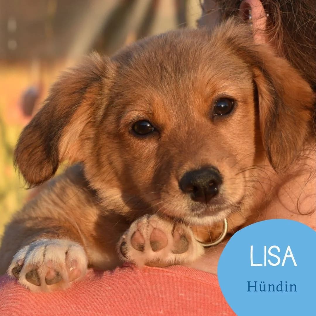 LISA, female puppy Mixed Breed for adoption at Arche Noah Transilvania e.V.