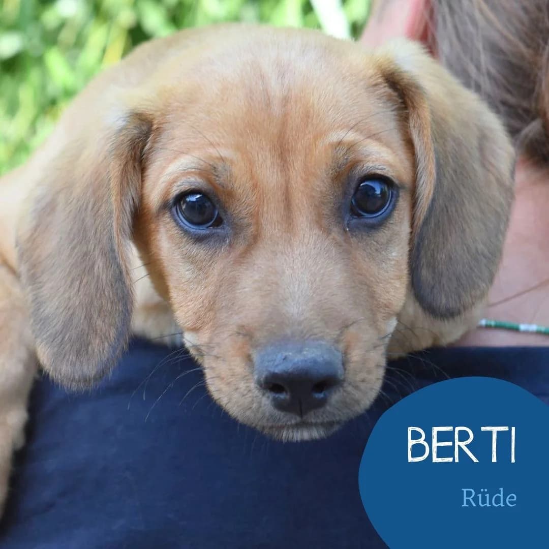 BERTI, male puppy Mixed Breed for adoption at Arche Noah Transilvania e.V.