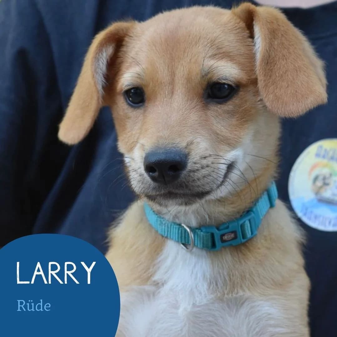 LARRY, male puppy Mixed Breed for adoption at Arche Noah Transilvania e.V.