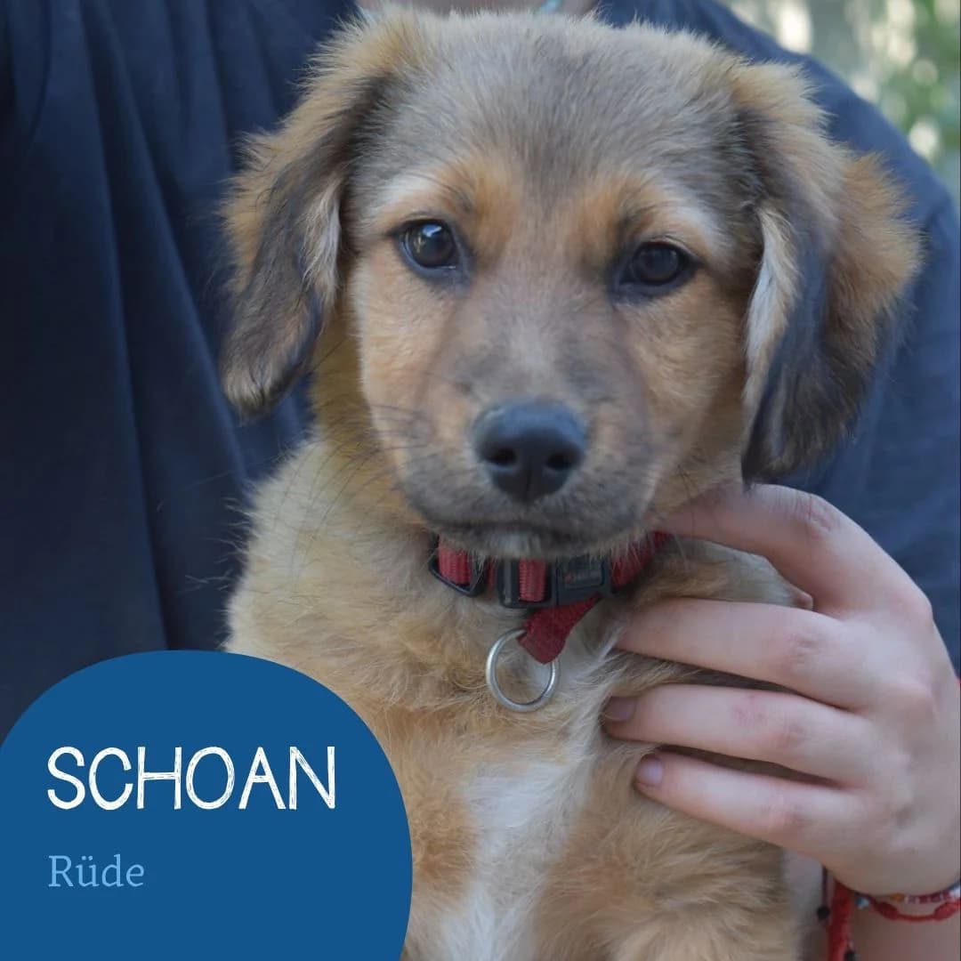 SCHOAN, male puppy Mixed Breed for adoption at Arche Noah Transilvania e.V.