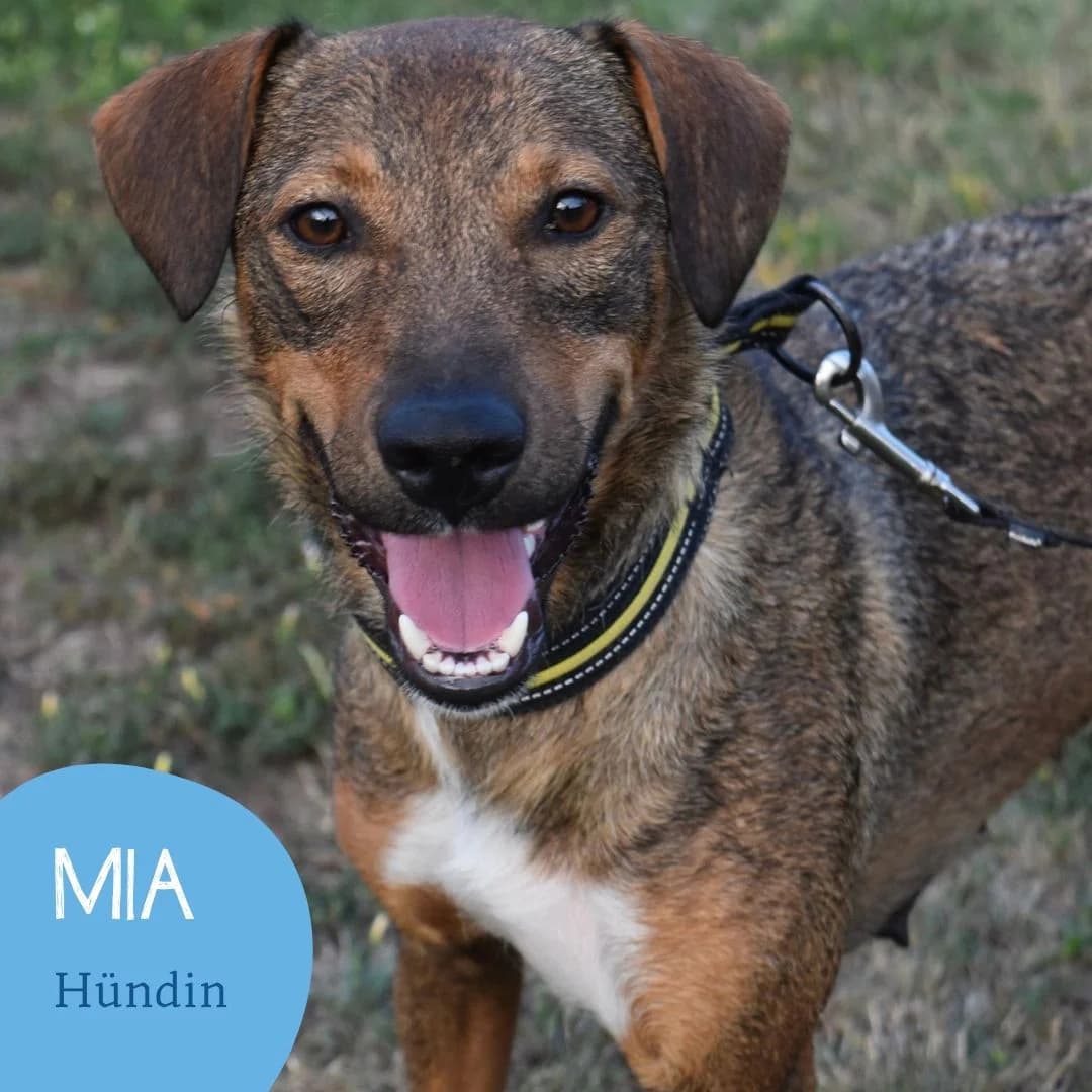 MIA, female young Mixed Breed for adoption at Arche Noah Transilvania e.V.
