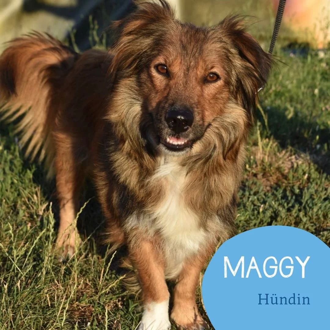 MAGGY, female puppy Mixed Breed for adoption at Arche Noah Transilvania e.V.