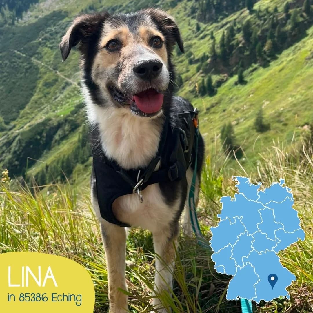 LINA, female 5yo Mixed Breed for adoption at Arche Noah Transilvania e.V.