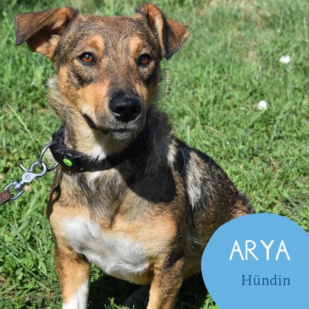 ARYA, female 4yo Mixed Breed for adoption at Arche Noah Transilvania e.V.