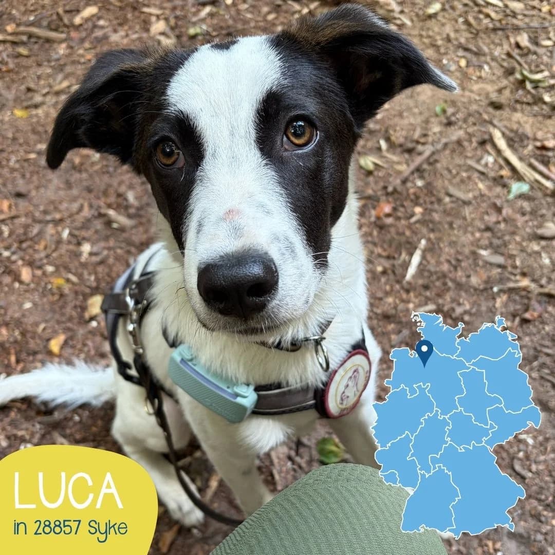LUCA, male puppy Mixed Breed for adoption at Arche Noah Transilvania e.V.