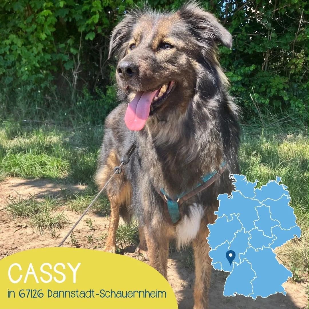 Cassy, female 7yo Mixed Breed for adoption at Arche Noah Transilvania e.V.