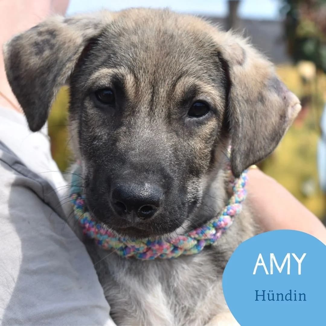Amy, female puppy Mixed Breed for adoption at Arche Noah Transilvania e.V.