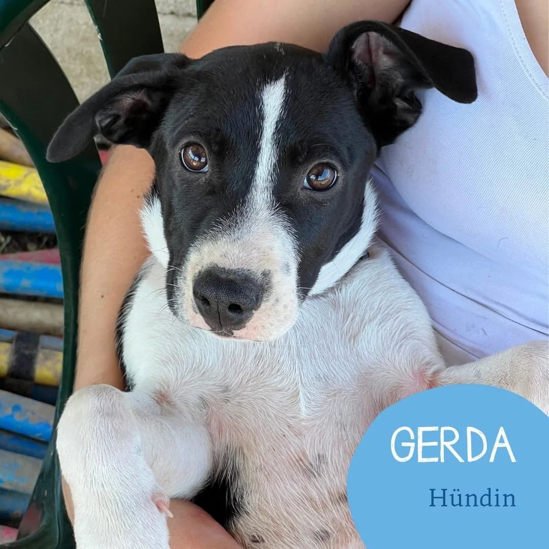 Gerda, female puppy Mixed Breed for adoption at Arche Noah Transilvania e.V.