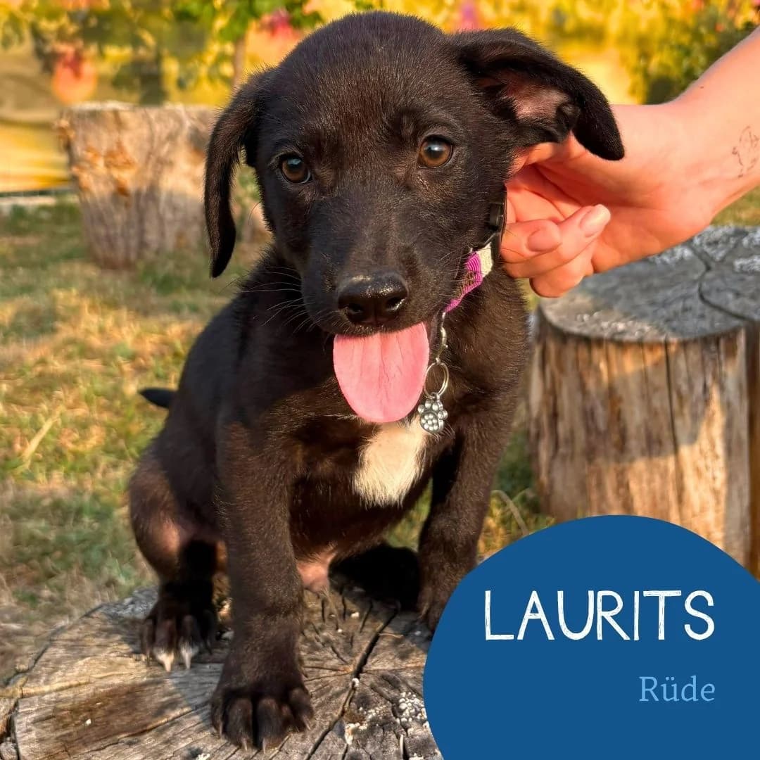 Laurits, male puppy Mixed Breed for adoption at Arche Noah Transilvania e.V.