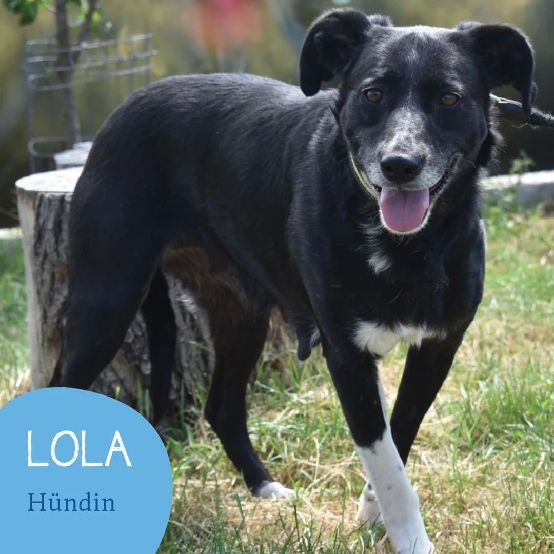 LOLA, female 7yo Mixed Breed for adoption at Arche Noah Transilvania e.V.