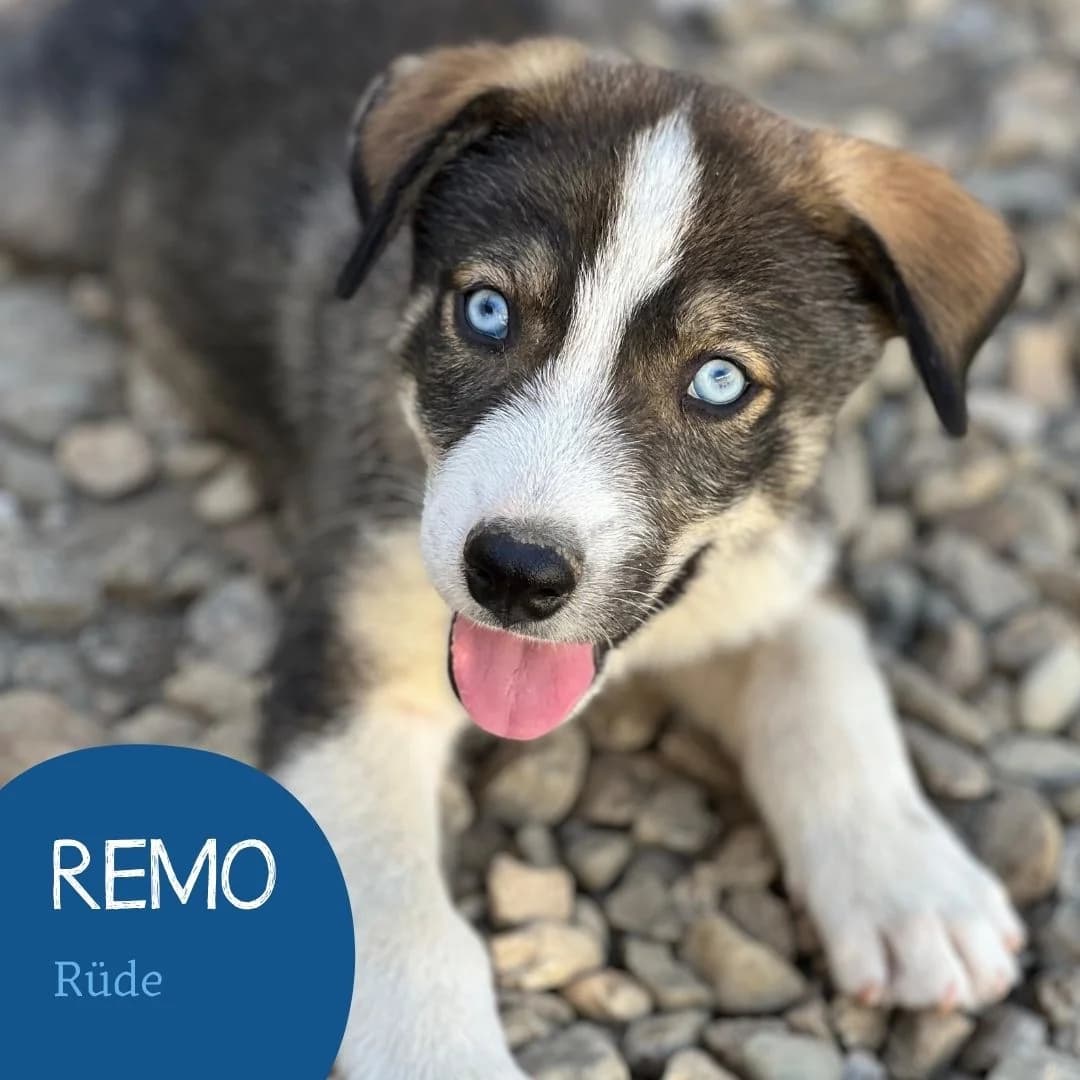 REMO, male puppy Mixed Breed for adoption at Arche Noah Transilvania e.V.
