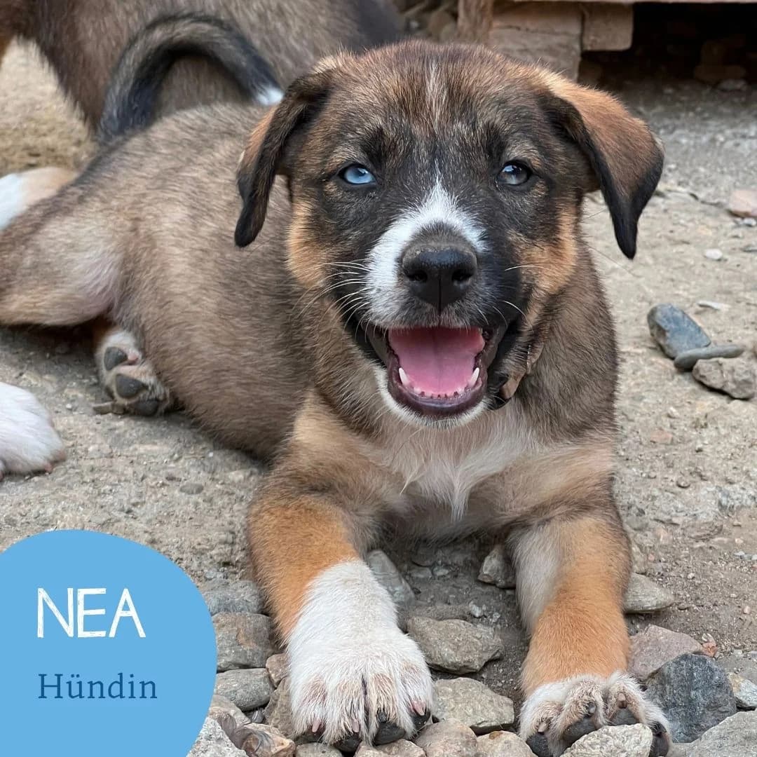 NEA, female puppy Mixed Breed for adoption at Arche Noah Transilvania e.V.