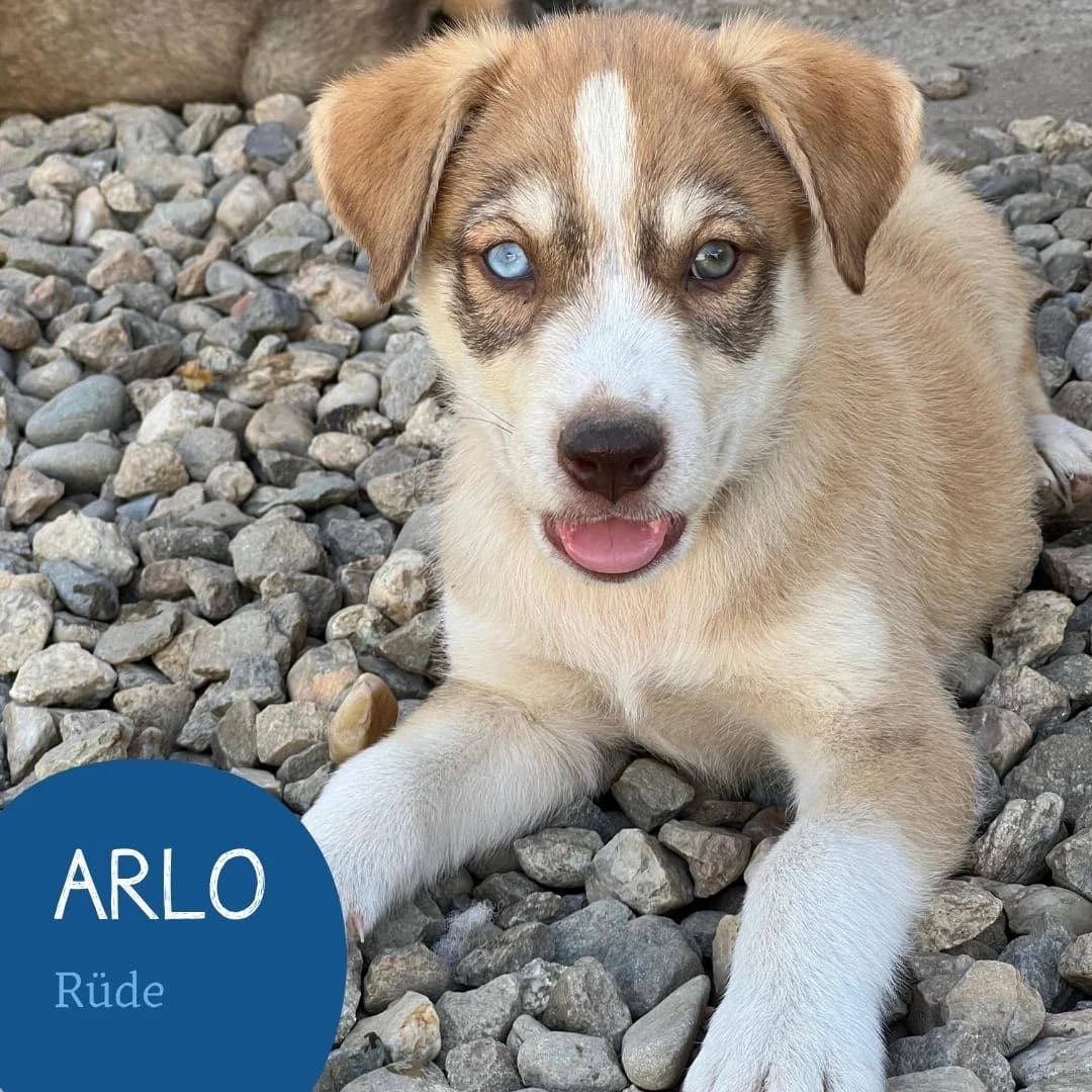 ARLO, male puppy Mixed Breed for adoption at Arche Noah Transilvania e.V.