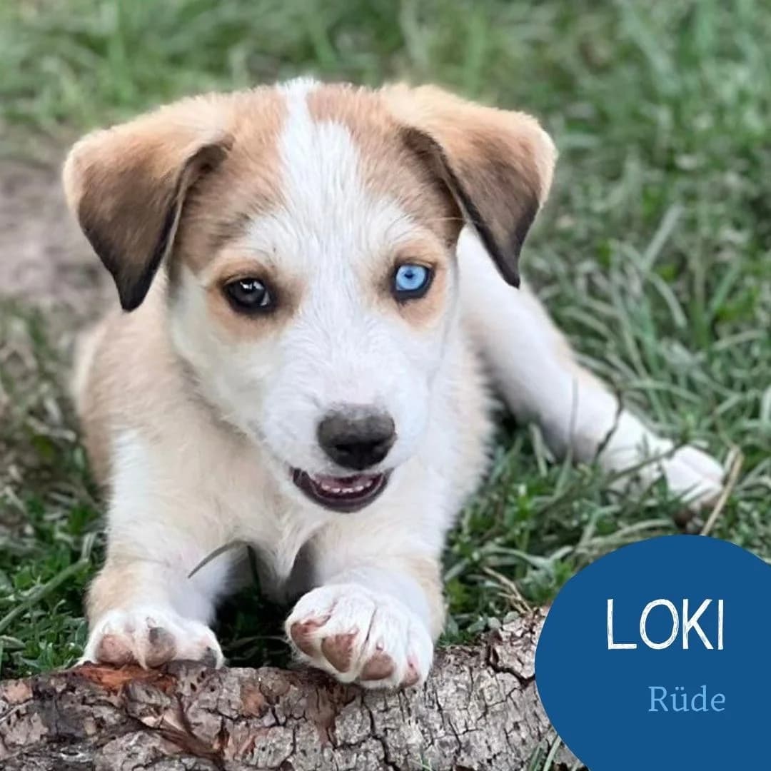 LOKI, male puppy Mixed Breed for adoption at Arche Noah Transilvania e.V.