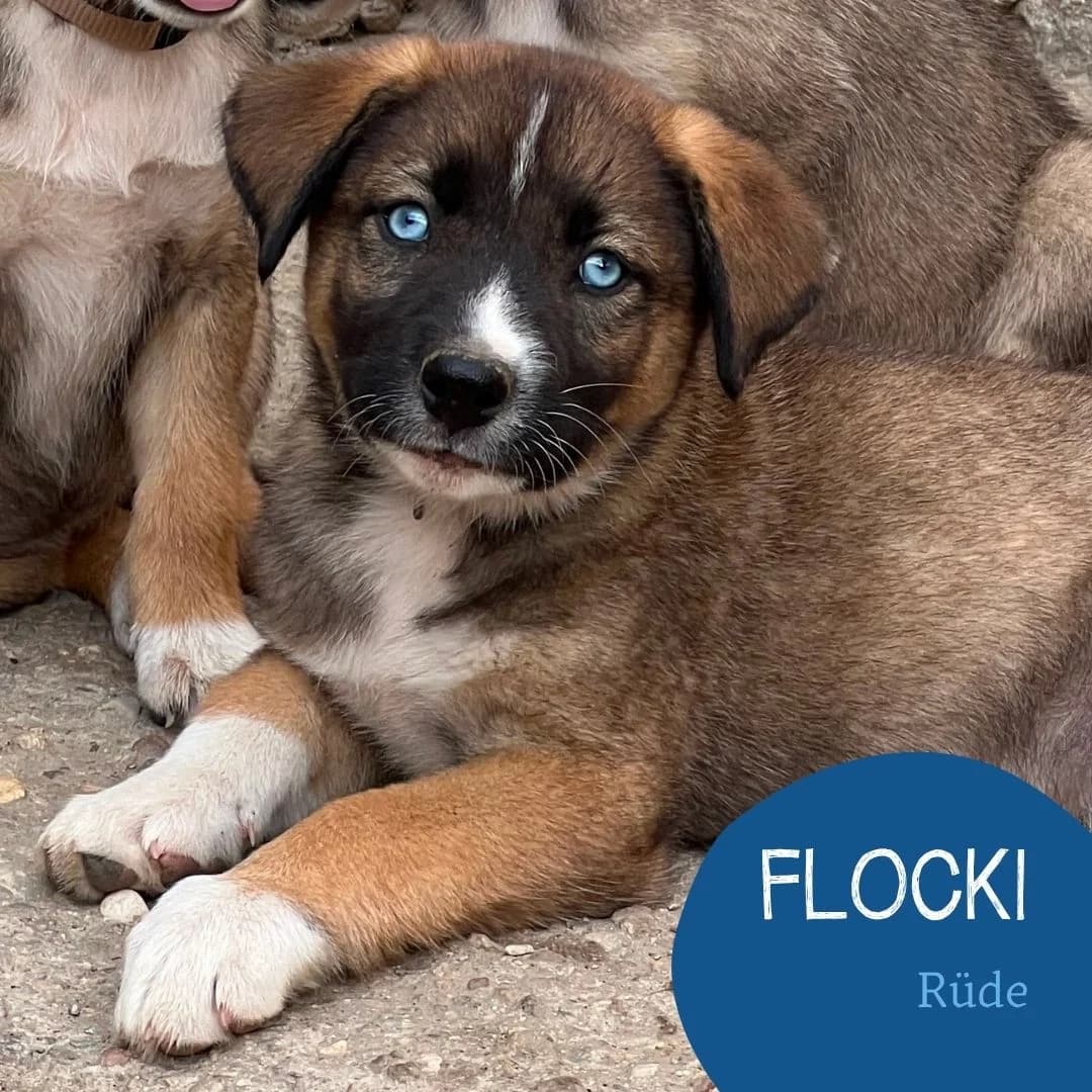 FLOCKI, male puppy Mixed Breed for adoption at Arche Noah Transilvania e.V.