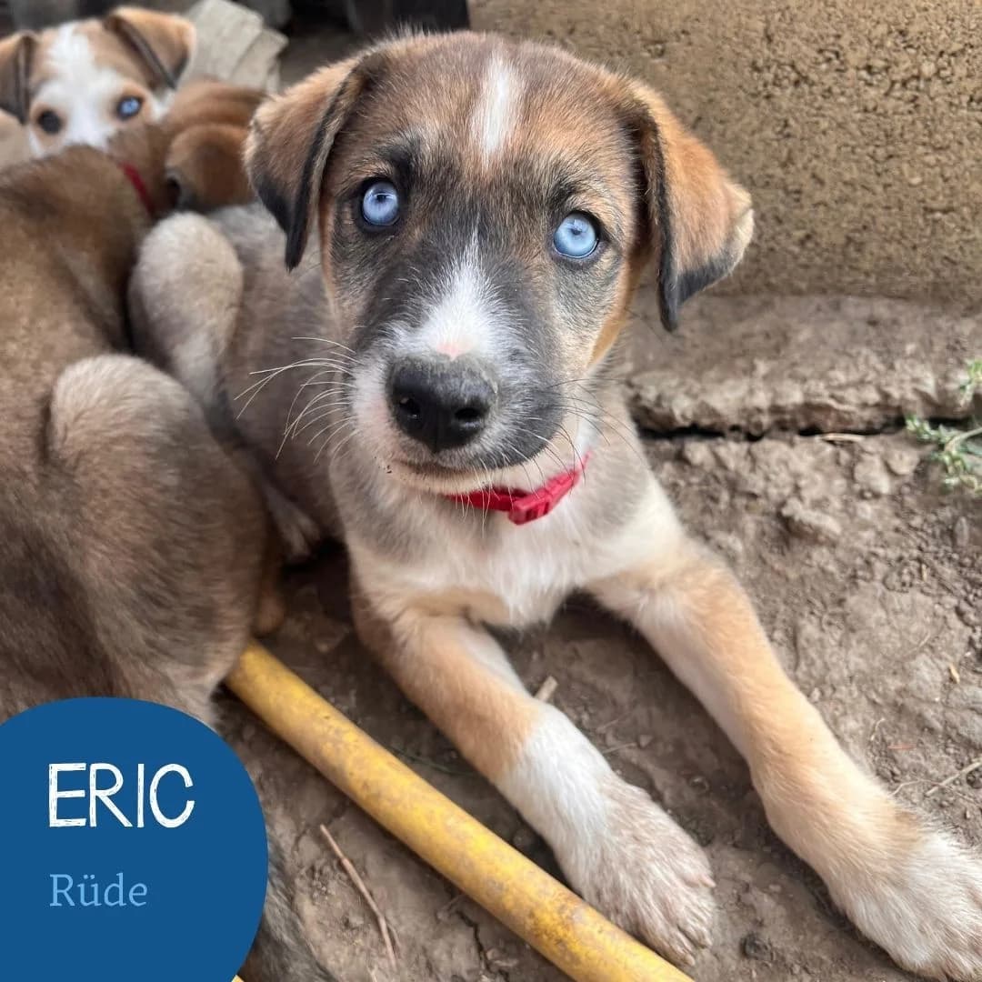 ERIC, male puppy Mixed Breed for adoption at Arche Noah Transilvania e.V.