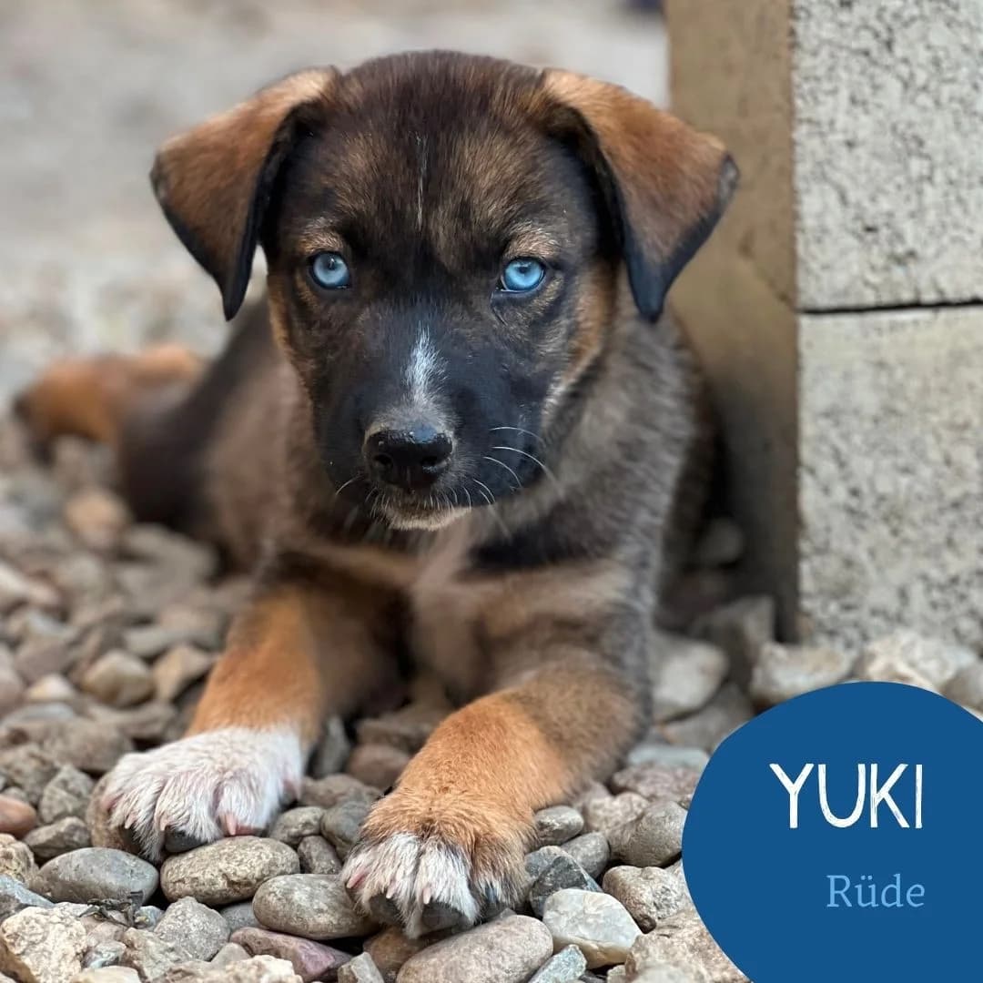 YUKI, male puppy Mixed Breed for adoption at Arche Noah Transilvania e.V.