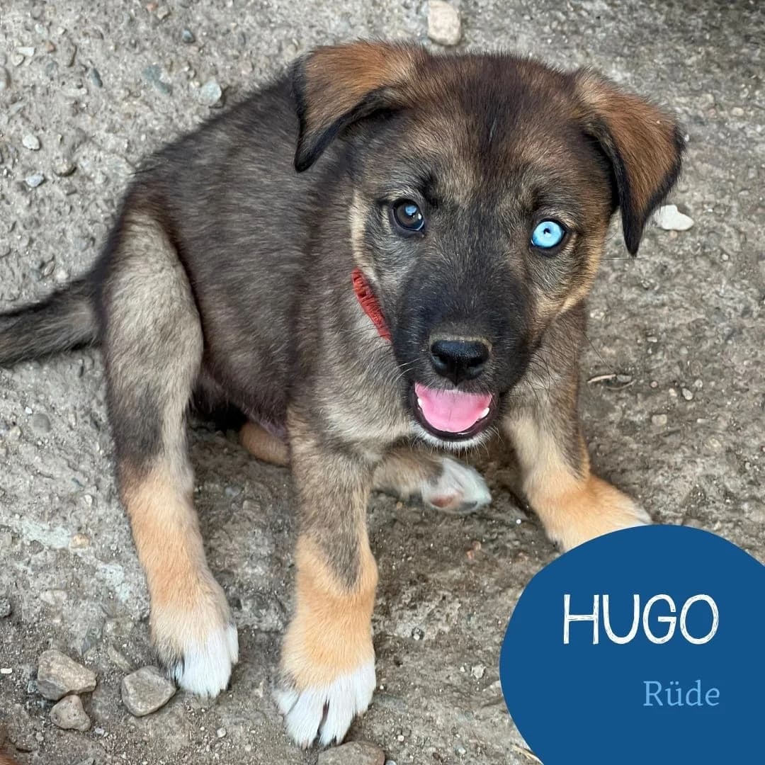 HUGO, male puppy Mixed Breed for adoption at Arche Noah Transilvania e.V.