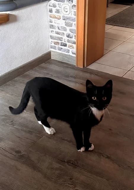 Fee, young Mixed Breed for adoption at Arche Noah Tierschutz Westerwald e.V.