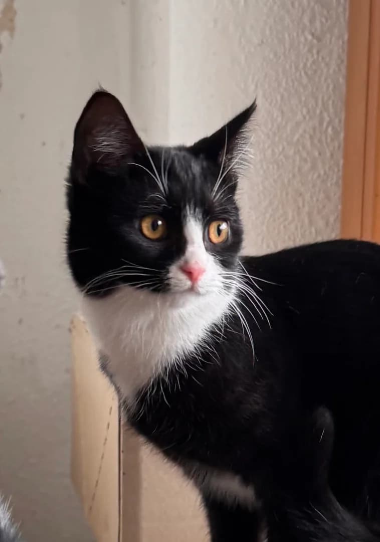 Feli, female young Mixed Breed for adoption at Arche Noah Tierschutz Westerwald e.V.