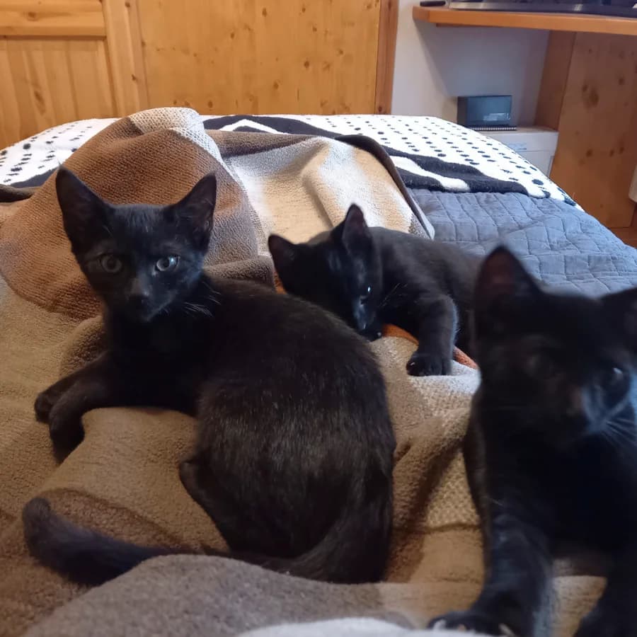 Katzenkinder, schwarz Mixed Breed for adoption at Arche Noah Tierschutz Westerwald e.V.