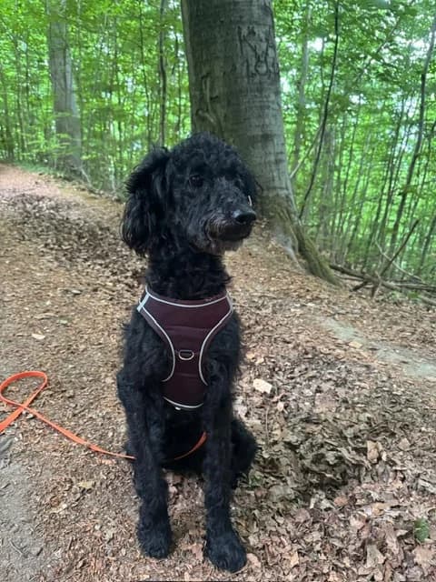 May, gold female Mixed Breed for adoption at Arche Noah Tierschutz Westerwald e.V.