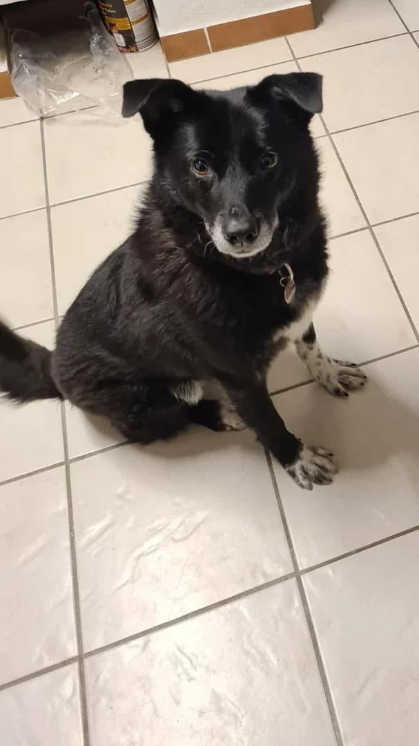 Mokka, senior Mixed Breed for adoption at Arche Noah Tierschutz Westerwald e.V.