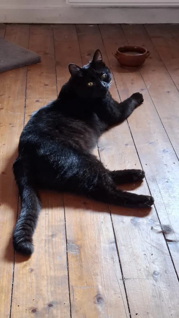 Samy, male Mixed Breed for adoption at Arche Noah Tierschutz Westerwald e.V.