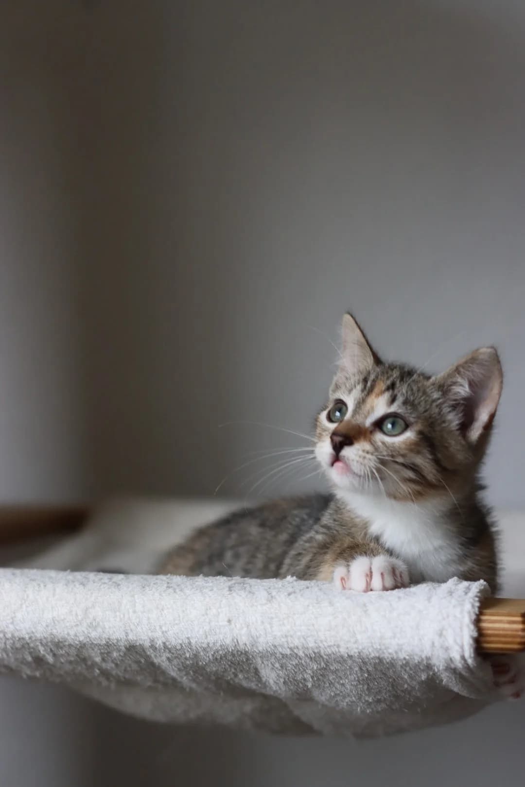 Uschi – unsere kleine Charakterkatze, Mixed Breed for adoption at Arche90 e.V. Dortmund, Dortmund