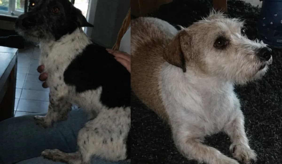 Lasse und Lotta, senior Mixed Breed for adoption at Arche90 e.V. Dortmund, Dortmund