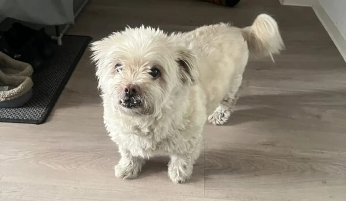 Lino, senior Maltese for adoption at Arche90 e.V. Dortmund, Dortmund
