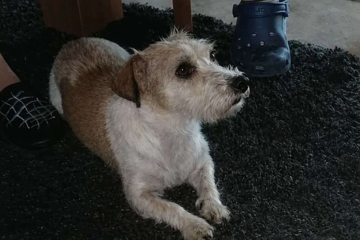 Freundlicher Geschwister-Mix sucht dringend neues Zuhause, senior Mixed Breed for adoption at Arche90 e.V. Dortmund, Dortmund