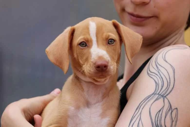 Alf, Mixed Breed for adoption at Arche Noah e.V., Bensheim