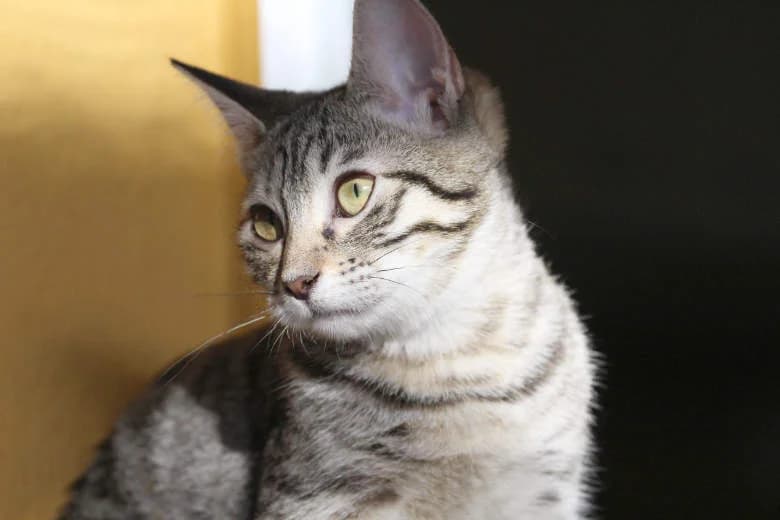 Berry, Mixed Breed for adoption at Arche Noah e.V., Bensheim