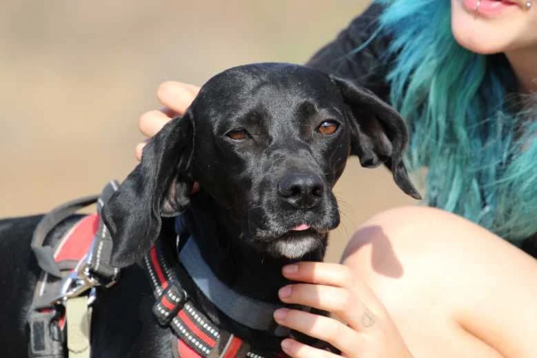 Betty, Mixed Breed for adoption at Arche Noah e.V., Bensheim