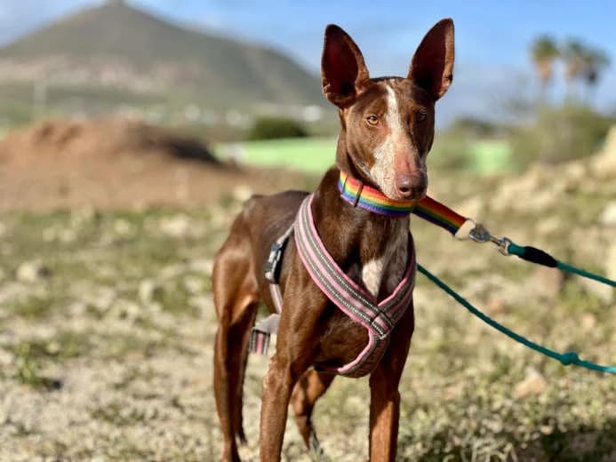 Chiripa, Mixed Breed for adoption at Arche Noah e.V., Bensheim