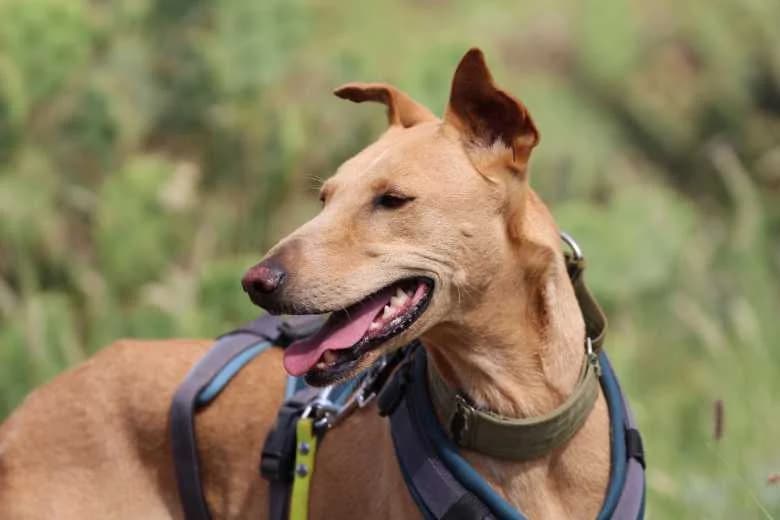 Enya, Mixed Breed for adoption at Arche Noah e.V., Bensheim