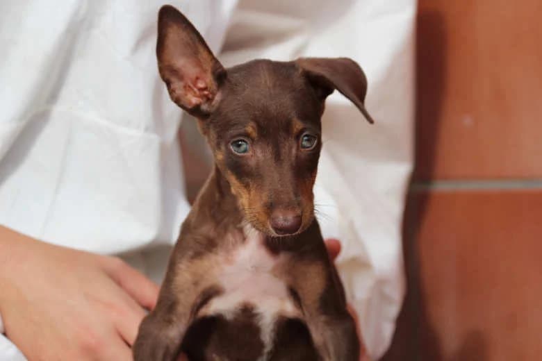 Hilde, Mixed Breed for adoption at Arche Noah e.V., Bensheim