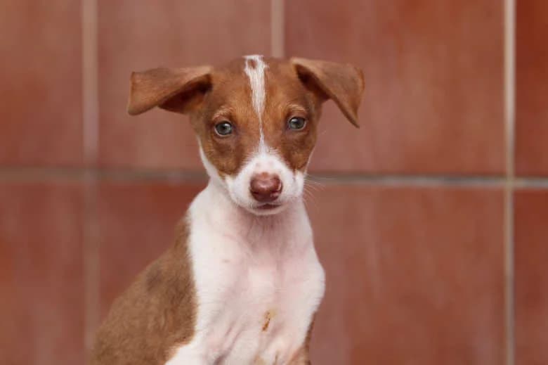 Hubert, Mixed Breed for adoption at Arche Noah e.V., Bensheim