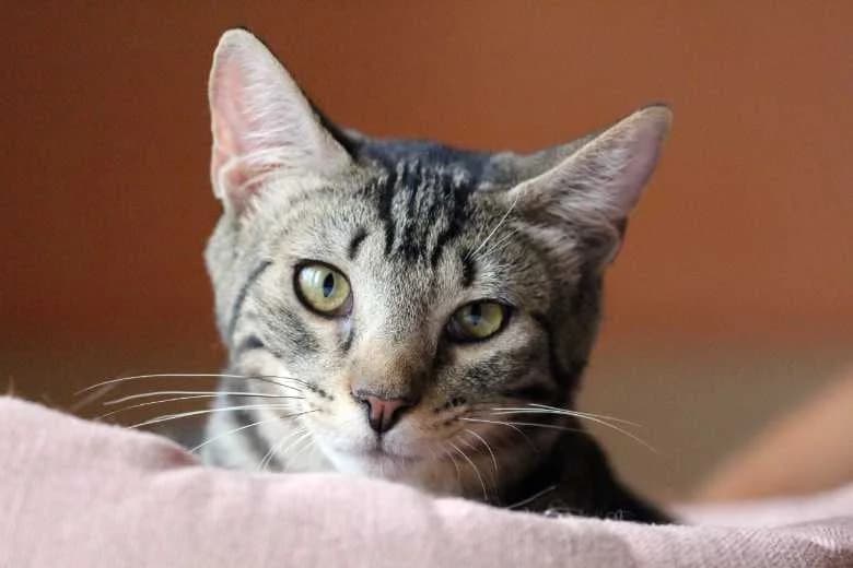 Ikarus, Mixed Breed for adoption at Arche Noah e.V., Bensheim