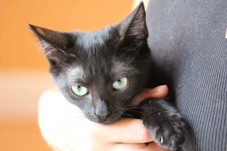 Inky, Mixed Breed for adoption at Arche Noah e.V., Bensheim