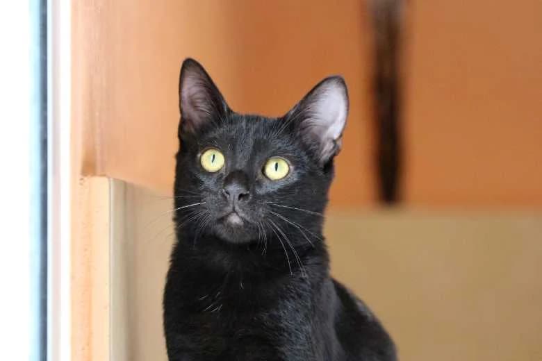 Inuki, Mixed Breed for adoption at Arche Noah e.V., Bensheim