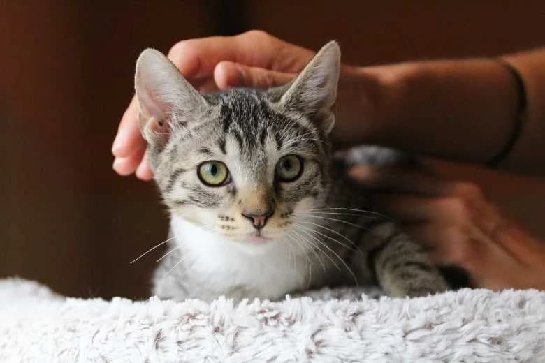 Irafi, Mixed Breed for adoption at Arche Noah e.V., Bensheim