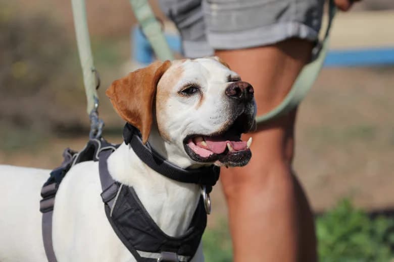 Juan, Mixed Breed for adoption at Arche Noah e.V., Bensheim