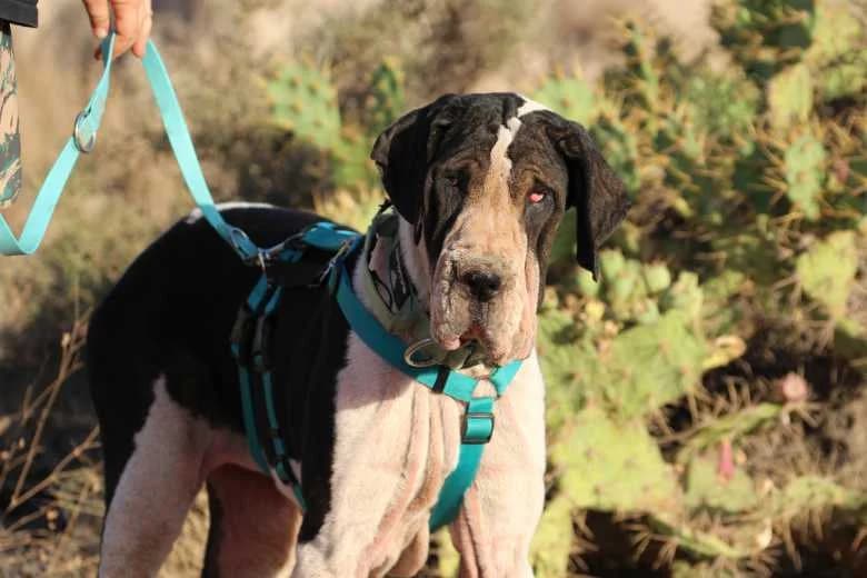 Kenia, Mixed Breed for adoption at Arche Noah e.V., Bensheim