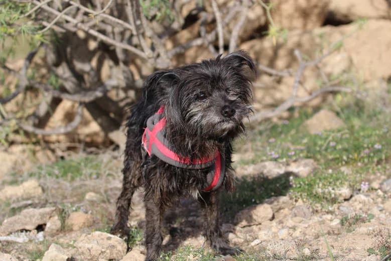 Krümel, Mixed Breed for adoption at Arche Noah e.V., Bensheim