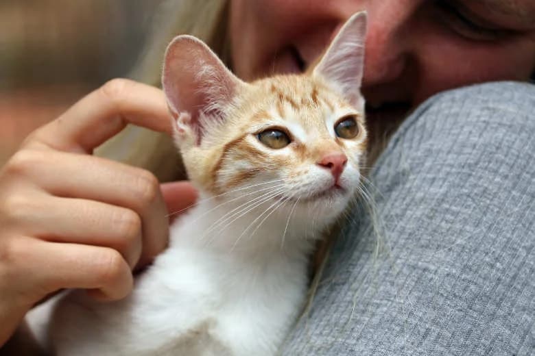 Larissa, Mixed Breed for adoption at Arche Noah e.V., Bensheim