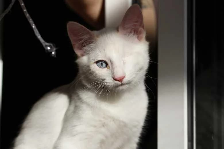 Melon, Mixed Breed for adoption at Arche Noah e.V., Bensheim
